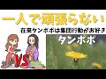 【解説】タンポポってどんな植物？日本タンポポの敵は西洋タンポポではない！