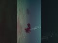I’m just a fish with a camera, don’t mind me