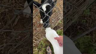 Feeding the #calves. Bottle baby time on the #farm.