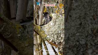 The Long tailed Tit Nesting Habit 2 #shorts #nesting #nest #bird