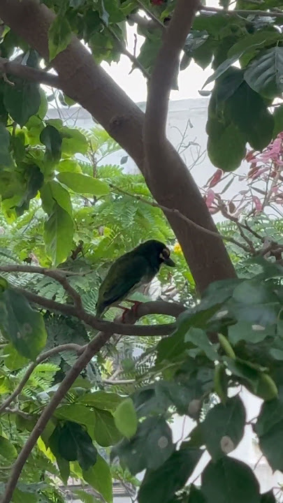 Nature's Musician! Coppersmith Barbet's Unique Call #coppersmithbarbet #birds #birdsong