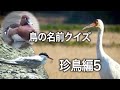 鳥の名前クイズ・珍鳥編５・Bird name quiz / Rare bird in Japan 5