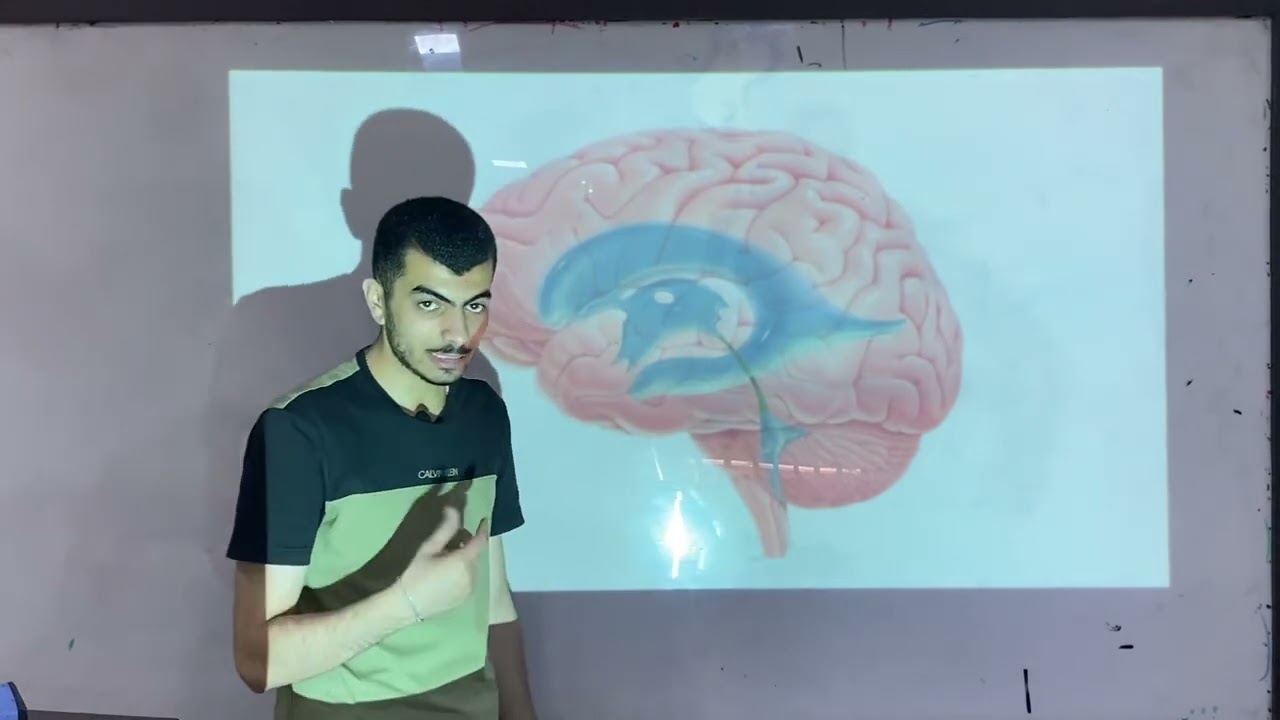 الفصل العاشر | البطينات و CSF |