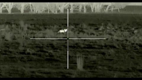 Fox ID and shooting at 85m using Night Tech MS-42 Thermal Scope, Thermal Hunting Australia