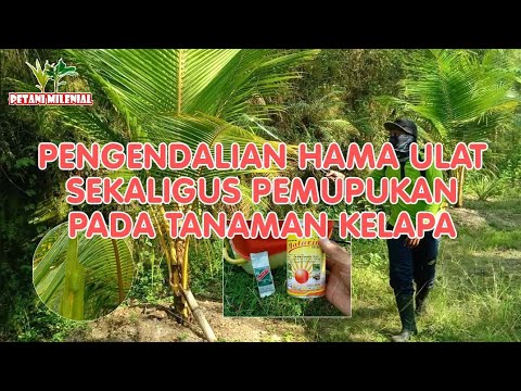 Video: Kerusakan Tanaman Ulat Bertuah - Cara Mengendalikan Ulat Kerang Di Kebun