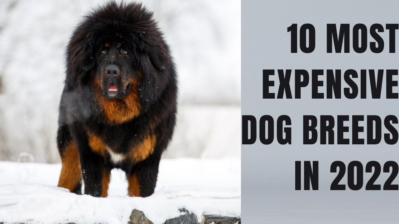 10 Most Expensive Dog Breeds in 2022