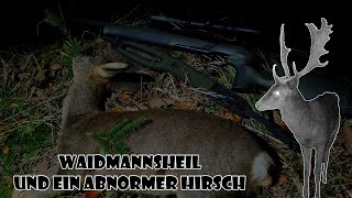 Waidmannsheil und ein abnormer Hirsch  / RevierLeben // Vlog 66 by Ich geh jagen 10,247 views 1 year ago 17 minutes