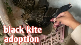 black kite ( cheel ) free for adoption