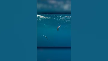 Главное - не приближаться к воде! Что топит морских птиц