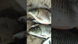 Female Common Carp Fish Short Video Sumit Vlog