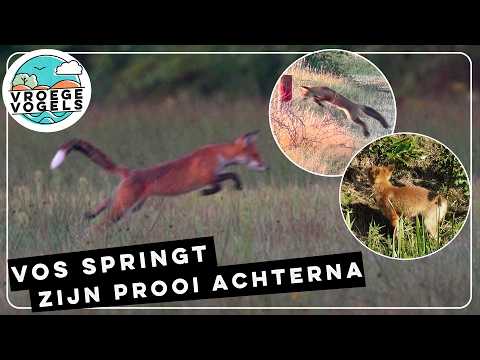 Vos duikt op prooi | Zelf Geschoten | Vroege Vogels