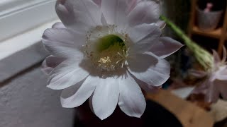 Geceye süpriz#keşfetbeniöneçıkar#keşfet #canlı#kahve #sohbet #chat #superchat #üyelik#terapia#terapi