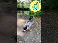 A-Z Animals 🦆🐘 #abcd #kidssongs #kidsvideo #song #children #kids #toddlers #explore #fun #animals
