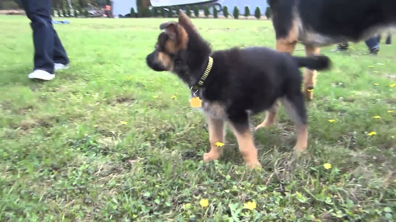 german shepherd puppy barking