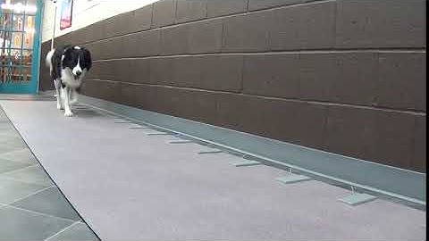 GAITFour Gait analysis Walkway