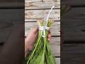 Easy Tying Vegetables handed down by the ancients #knottutorial#knot #practicalrope