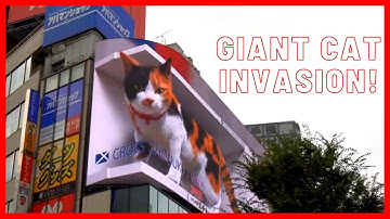 Giant 3D Cat holographic Billboard in Tokyo shinjuku | cross shinjuku vision