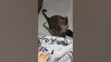 cat ❤️ her catnip toy#cats #kitty #funnycats #catnip