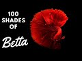 100 Colours of World’s Most Beautiful Male Betta Fish
