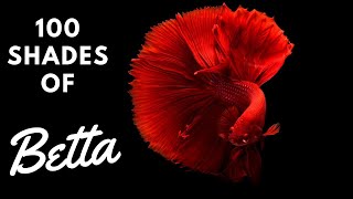 100 Colours of World’s Most Beautiful Male Betta Fish