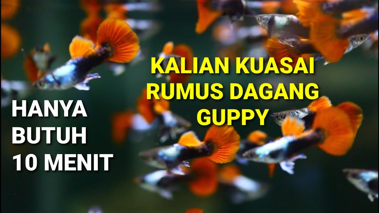 TEHNIK CERDAS MEMPERTAHANKAN HARGA GUPPY