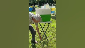 Ed Reed teaches how to catch a swarm of bees #beekeeping