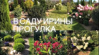 ПРОГУЛКА ПО САДУ ИРИНЫ 🌲ХВОЙНАЯ РОСКОШЬ 🌲ГОРТЕНЗИИ И МНОГОЛЕТНИКИ 🌸 МИНСКАЯ ОБЛАСТЬ