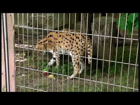 サーバルキャット 動物園 サーバルキャット「ヒメカ」、ボール遊び（東山動植物園）Serval Play with Ball