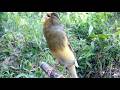 Canario Belga Macho: Canario Belga Campainha Som Exclusivo de Alta Qualidade HD #treinarcanario