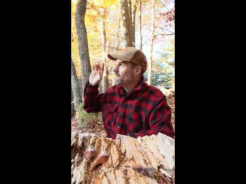 Eastern Chipmunk - Learn A Bird: Episode #25
