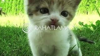 Çocuklar için Relax Müzik - Ders icin Müzik, Uyum, Rahatlama screenshot 4