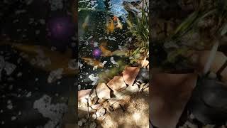 What It Looks Like When Koi Spawn