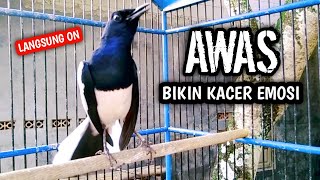 AWAS BIKIN KACER EMOSI PASTI NYAUT LANGSUNG ON !! PANCINGAN KACER GACOR PASTI NYAUT AMPUH.