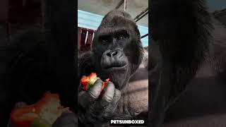 Epic Animal Transformation 🐶🐴🐵 | Dog, Horse &amp; Monkey Evolution Shorts | Mind Blowing Pet Glow Up!