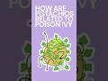 How are Pistachios Related to Poison Ivy #shorts