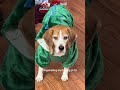 #Shorts Archie Soars &amp; The Dogcast: Hilarious Viral Dog Moments Unleashed!