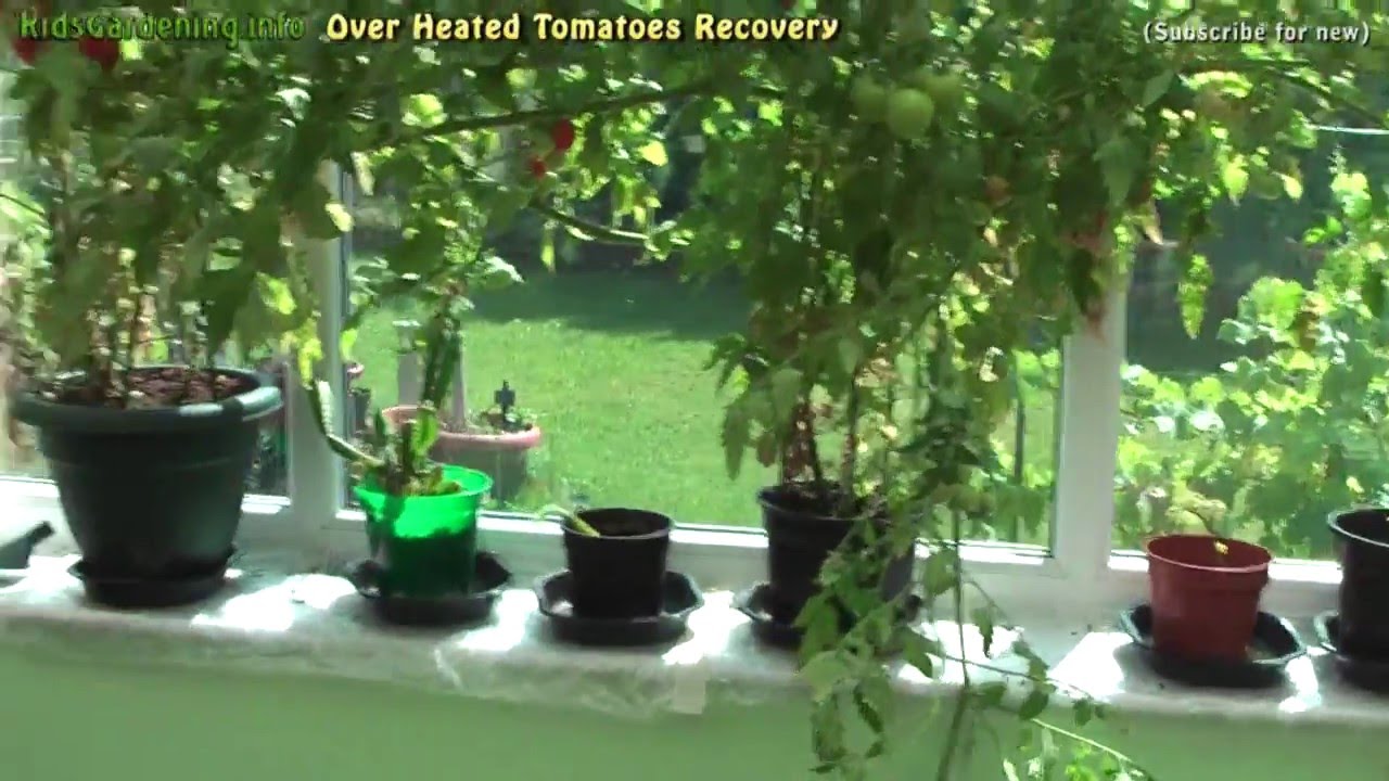 Recovering Overheating Tomato Plants in Hot Weather YouTube