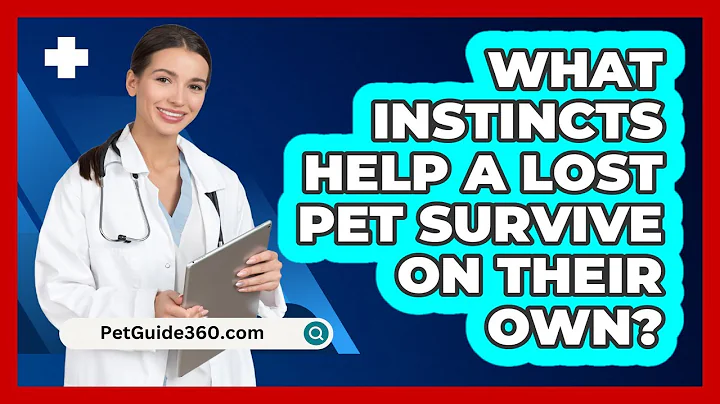 What Instincts Help A Lost Pet Survive On Their Own? - PetGuide360.com