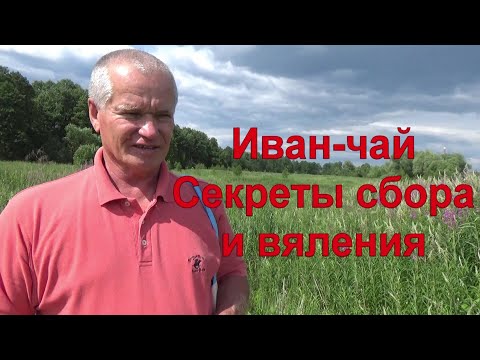 15 ИВАН ЧАЙ - все секреты! Собираем и вялим листья кипрея. Часть 1