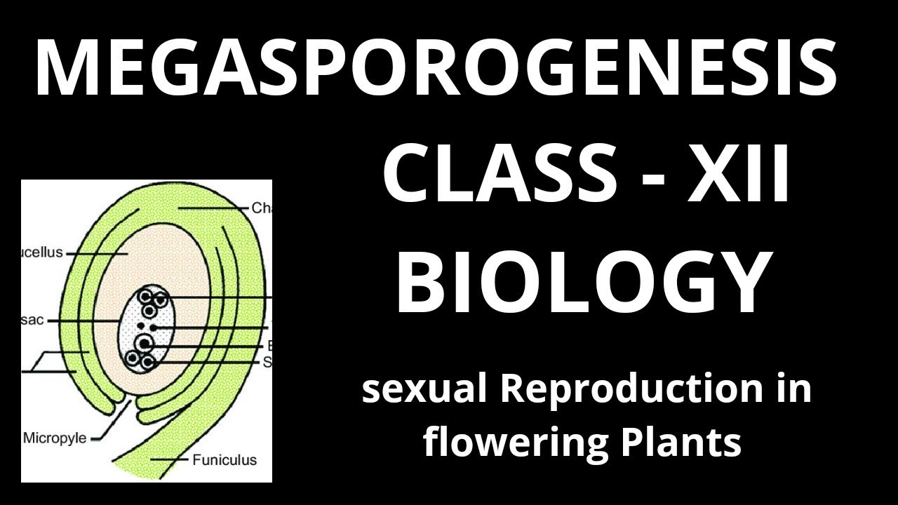 Megasporogenesis | Class - XII | Biology | NEET | CBSE | Chapter-2
