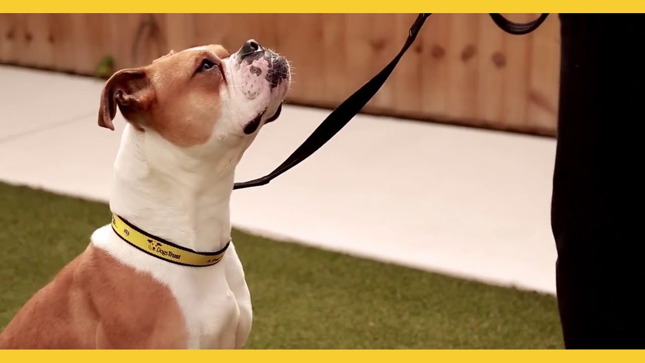 Dog and Puppy training you can trust Dogs Trust Dog School YouTube