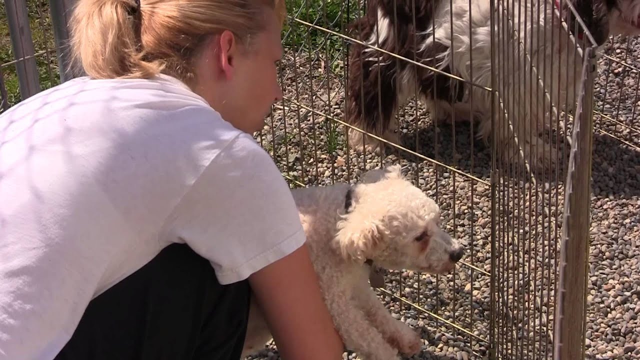 Free to Be Me Puppy Mill Rescue Dogs Need Your Help YouTube