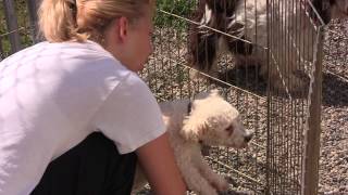 Free to Be Me - Puppy Mill Rescue Dogs Need Your Help