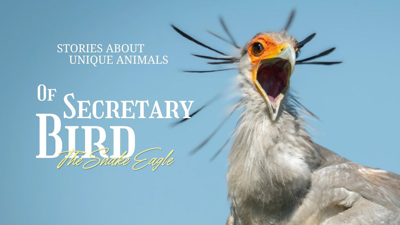 Secretary Bird : The Savanna’s Feathered Kung Fu Master!