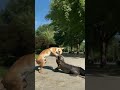 A dog is attacked by a crocodile 犬がワニに襲われる #animals #shorts #nature #dog