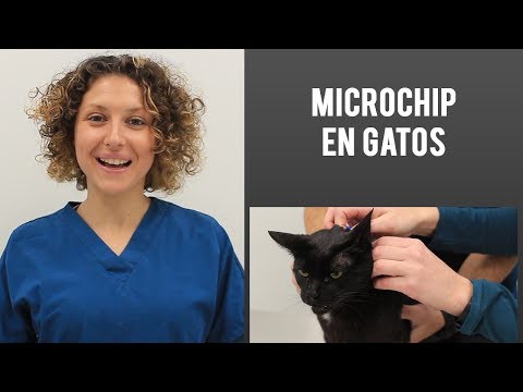 Video: Chipping Gatos: Que Es, Como Se Hace El Procedimiento, A Que Edad Se Realiza, Ventajas Y Desventajas De Implantar Un Chip En Un Animal