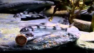 Gagata cenia, (Indian clown catfish) feeding.