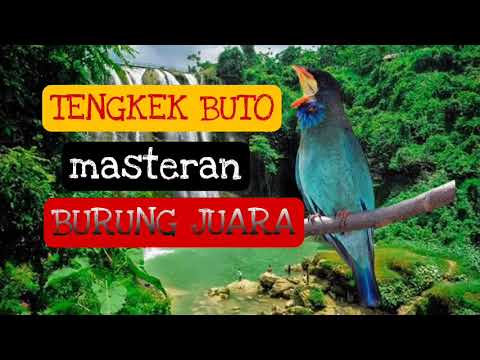 Tengkek Buto masteran burung juara