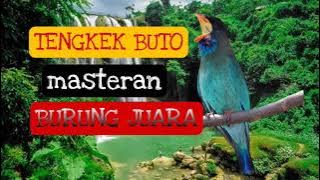Tengkek Buto masteran burung juara