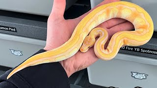 THE SNAKE MARKET IS CRASHING…. BUT IS THERE STILL OPPORTUNITY FOR GROWTH!?